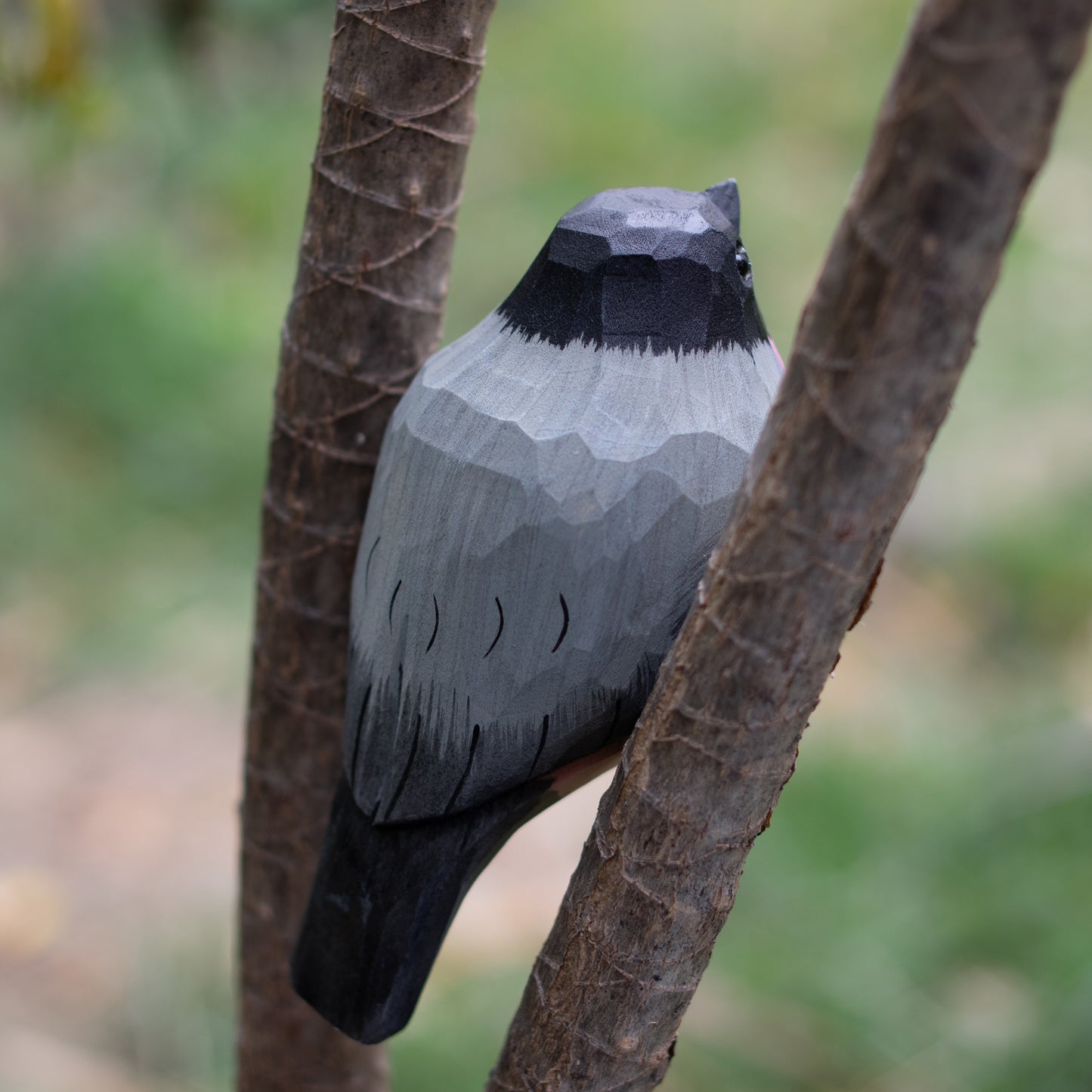 Bullfinch