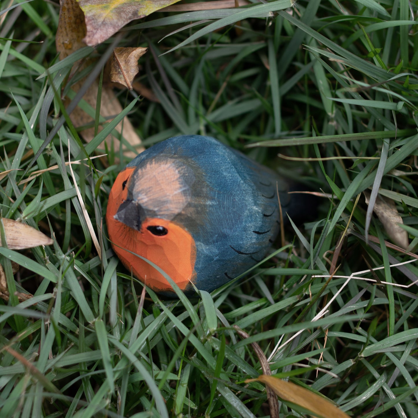 European Robin