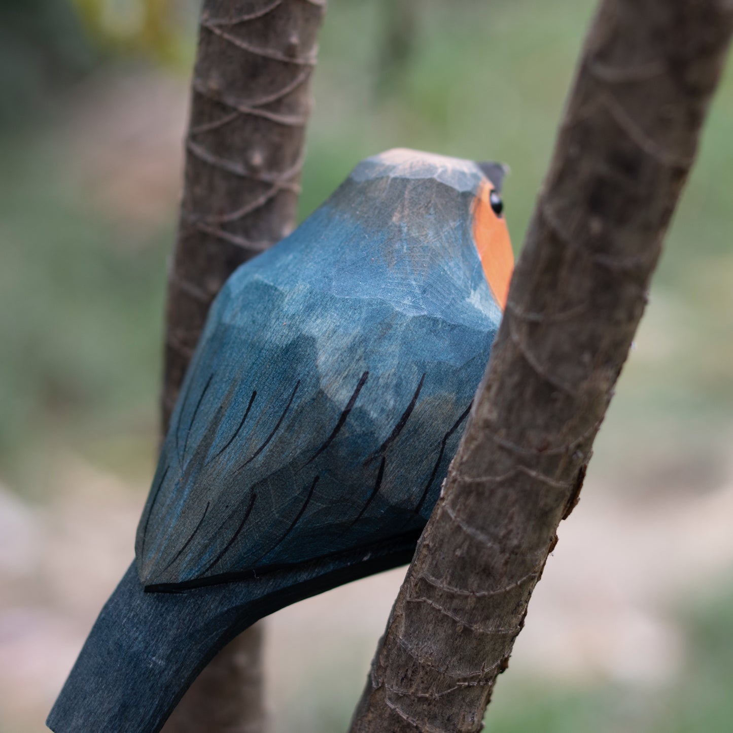 European Robin