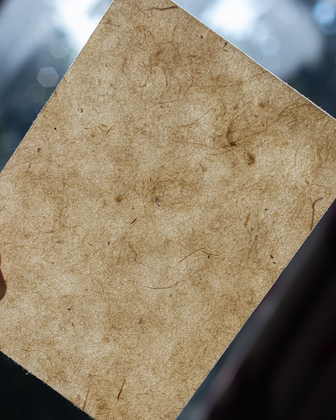 A piece of handmade Lokta paper through the light